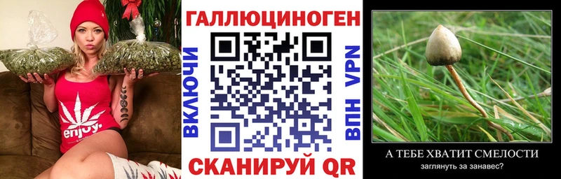 купить   Томари  Галлюциногенные грибы GOLDEN TEACHER 